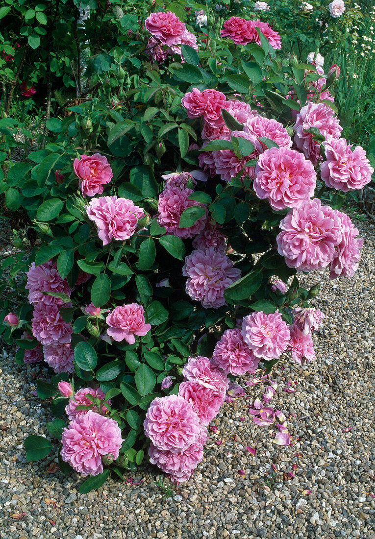 Rosa (Rose) 'The Countryman', shrub rose, English rose, repeat flowering, strong fragrance
