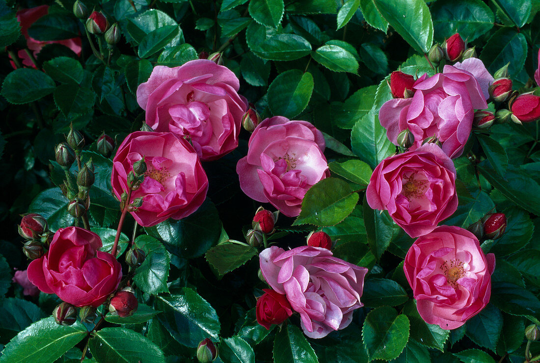 Rosa (Rose 'Angela' syn. 'Angelica'), Strauchrose, öfterblühend, robust
