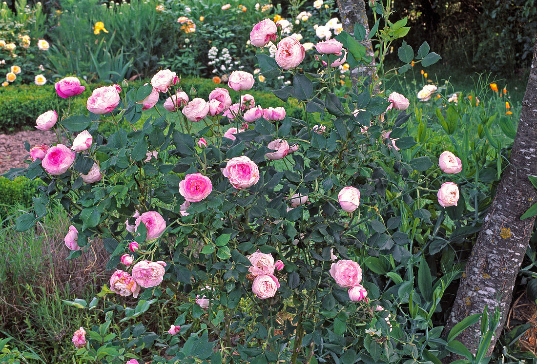 Rosa (Rose 'Mme. Pierre Oger'), Bourbon rose, Shrub rose, Hist. rose, repeat flowering, fragrant