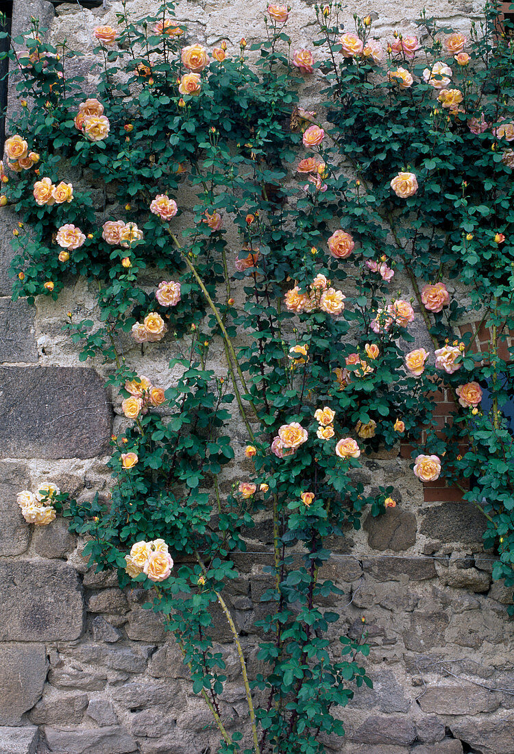 Rosa (Rose 'Parure d'Or') Kletterrose, öfterblühend, duftend an Hauswand