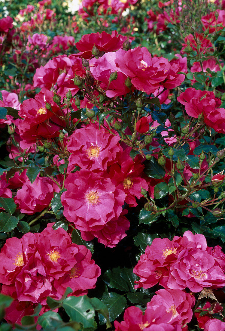 Rosa (Rose 'Sommermärchen') syn. Pink Sensation, shrub rose, ground cover rose, repeat flowering, light fragrance