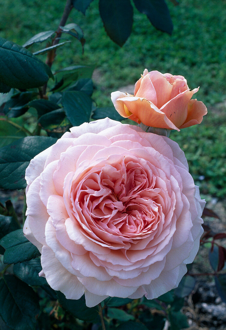 Rosa (Rose 'Abraham Darby') - Englische Rose, Strauchrose, öfterblühend, gut duftend
