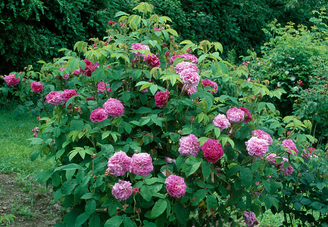 Rosa (Rose 'Boule de Nanteuil'), Gallica Rose, Historic rose, single flowering, strong fragrance