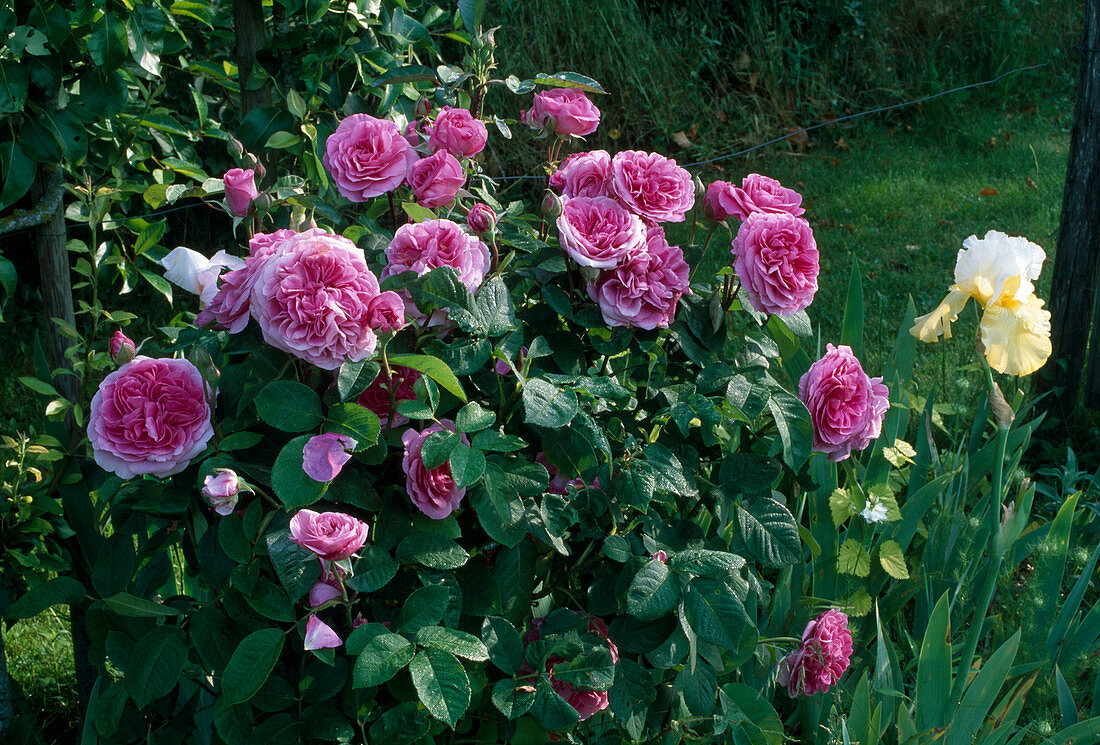 Rosa (Rose 'Gertrude Jekyll'), English rose, shrub rose, repeat flowering, very good fragrance