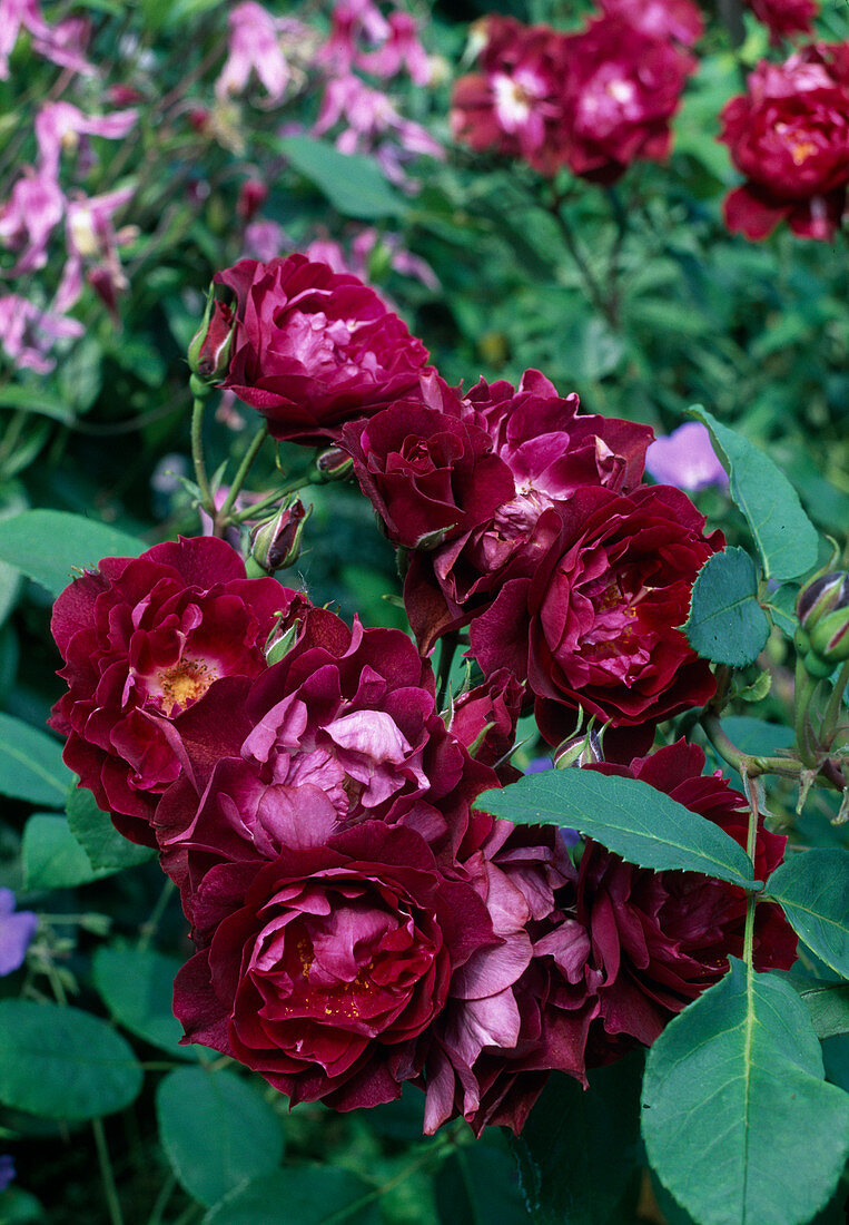 Rose (Rosa) 'Cardinal Hume', shrub rose, English rose, repeat flowering, light fragrance