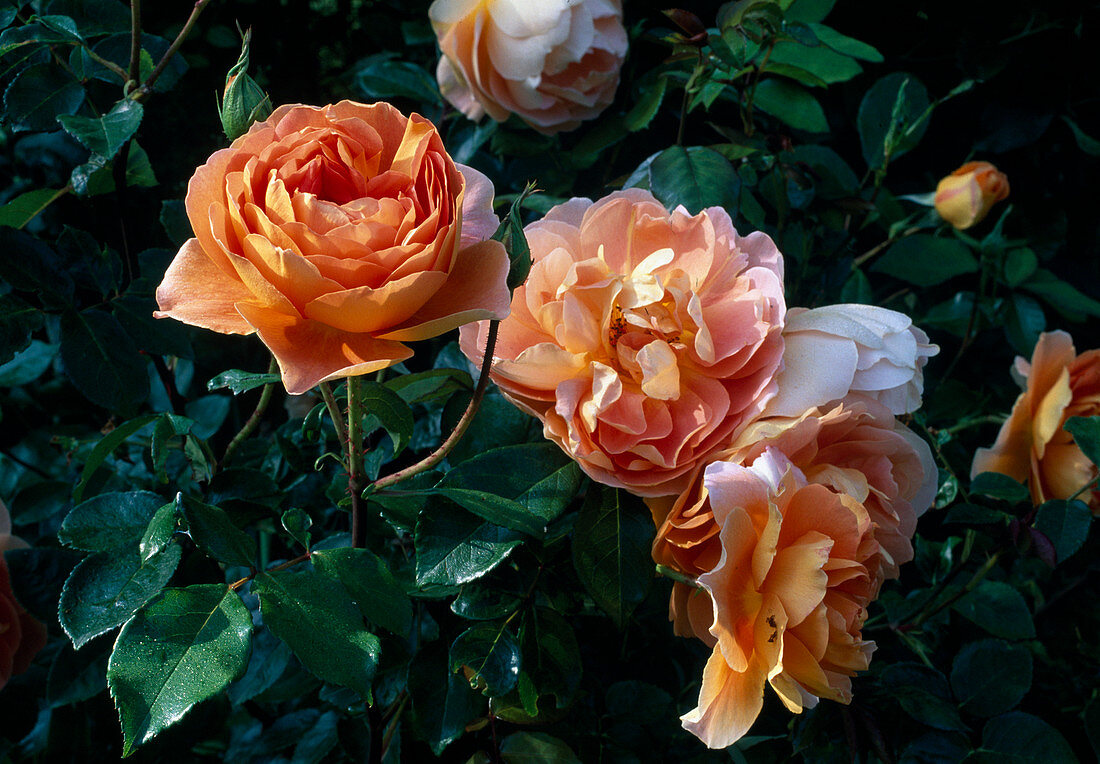 Rosa 'Pat Austin' (Rose, Shrub Rose, English Rose, repeat flowering, fruity fragrance)