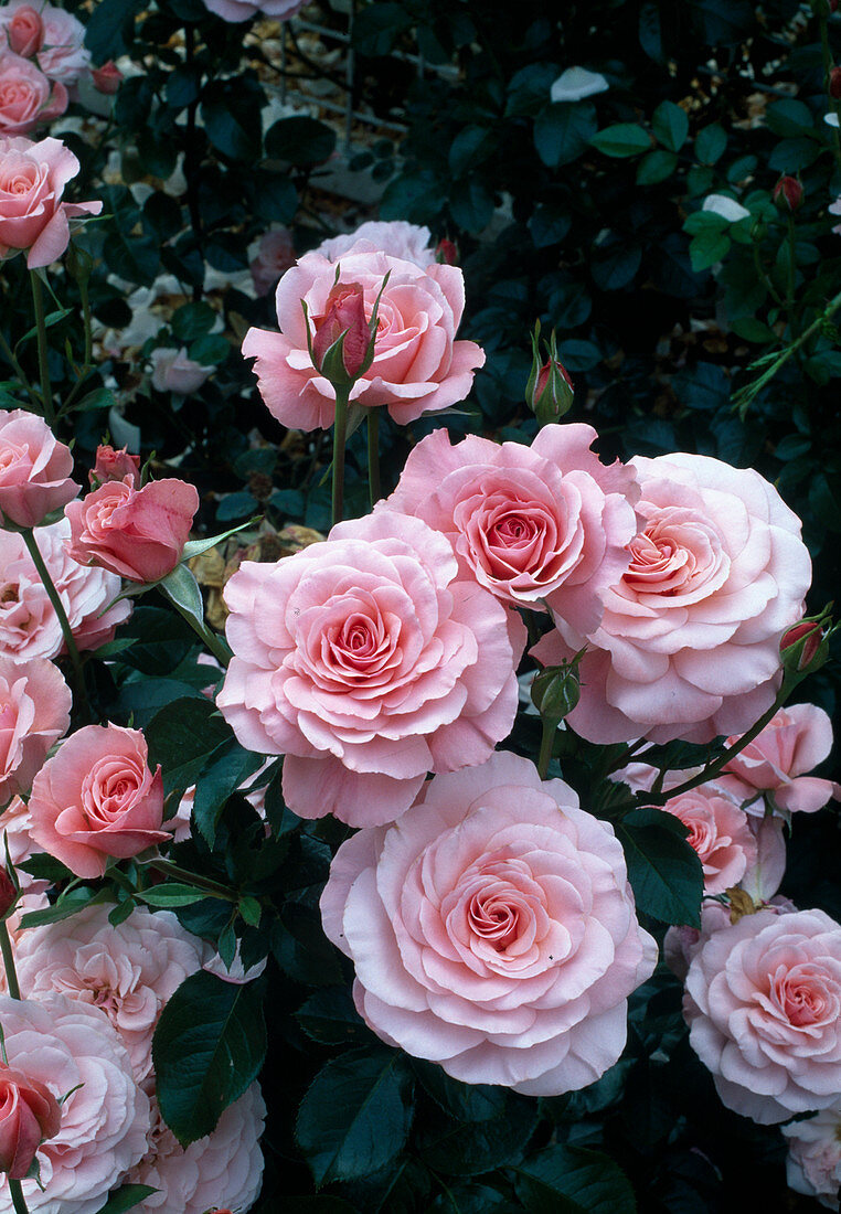Rosa (Rose 'Sexy Rexy') syn. Heckenzauber, floribunda rose, repeat flowering, light fragrance