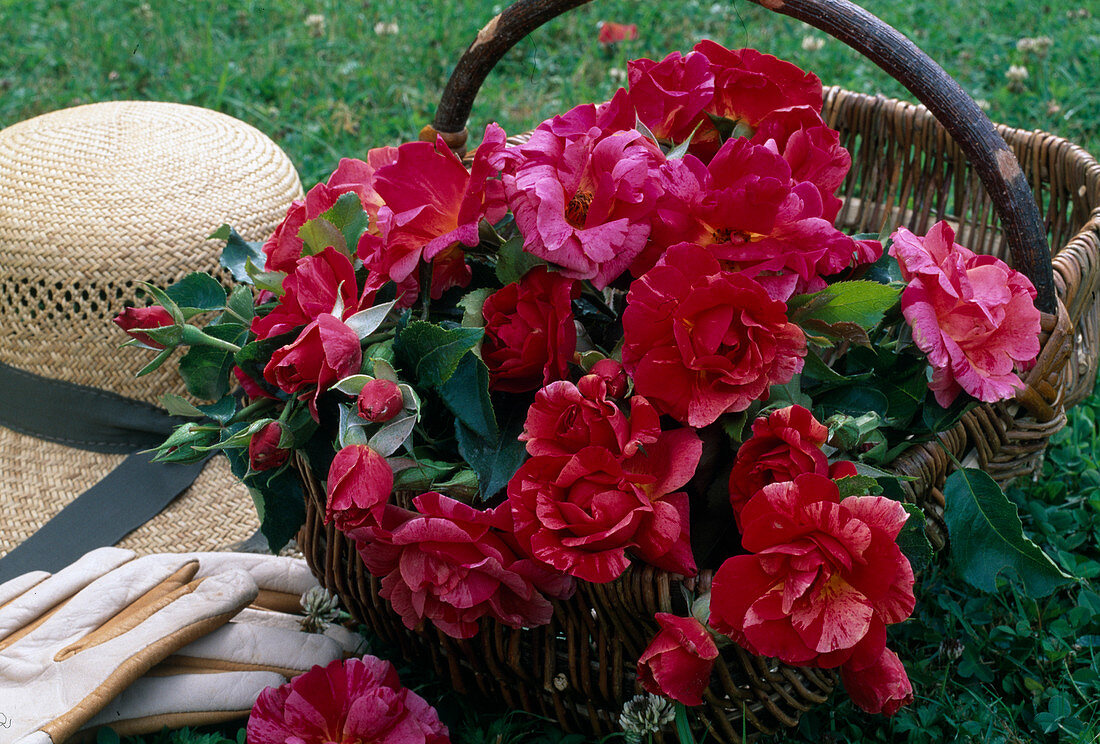 Freshly cut flowers of Rosa (Rose 'Edgar Degas') painter's rose in basket