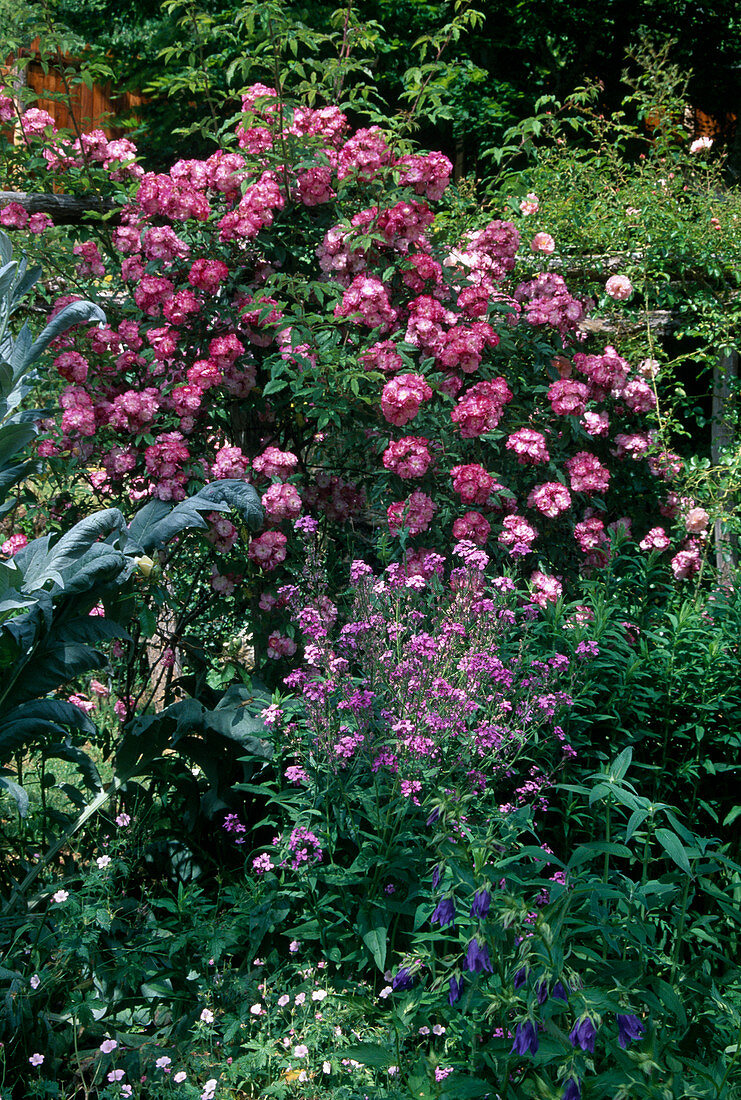 Rosa (Rose 'Maria Lisa'), Climbing rose, Rambler rose, Multiflora, single flowering, light fragrance, Erysimum (golden violet)
