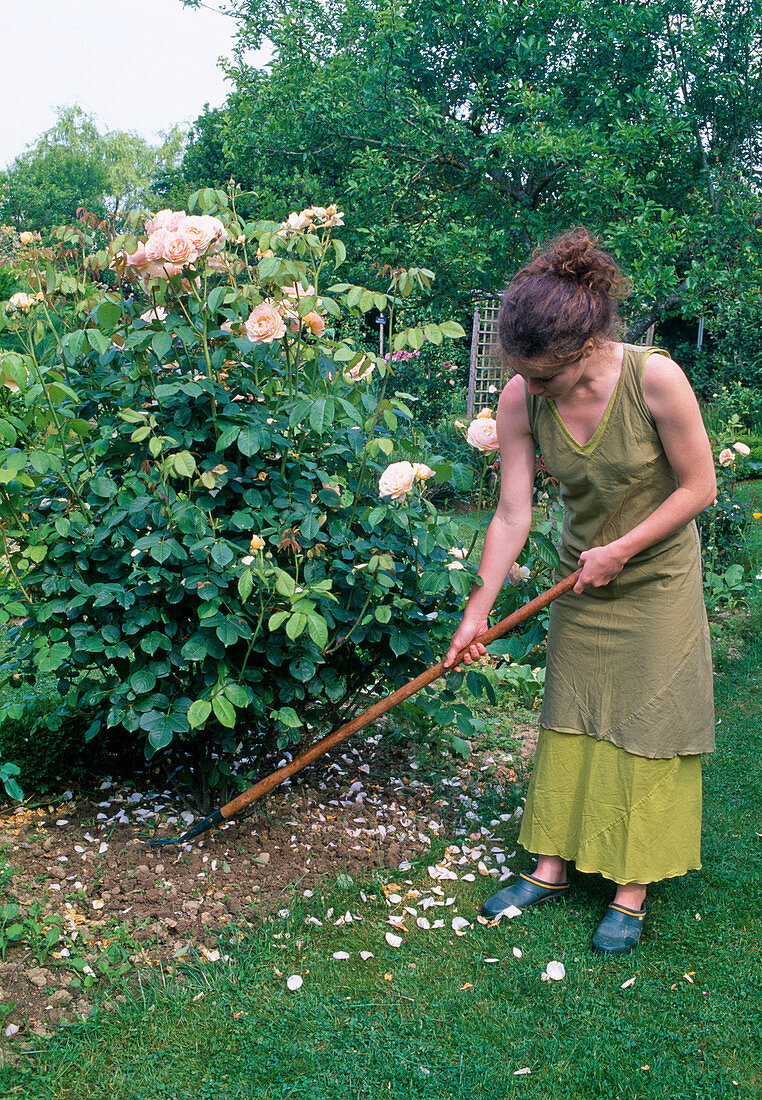 Rosa (Rose) Bodenpflege (1/2) - Erde um die Rose mit dem Grubber lockern