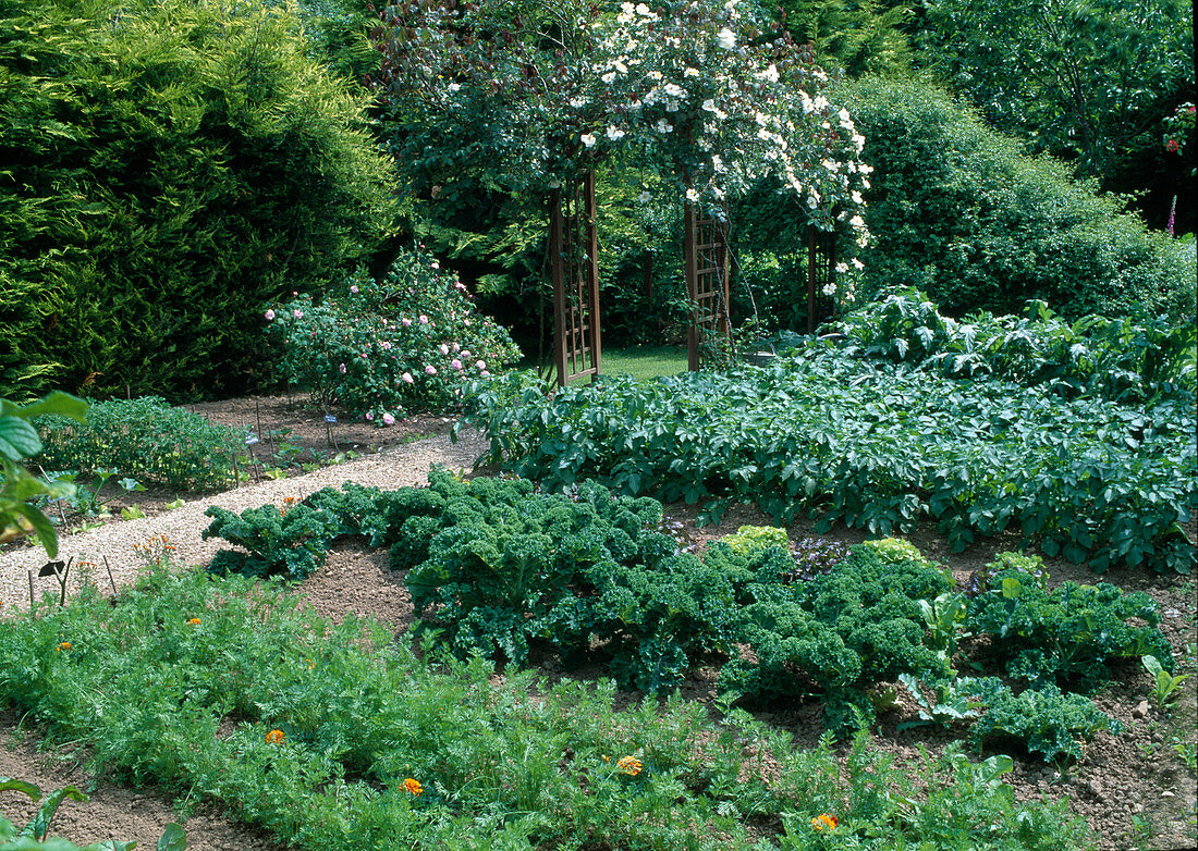 Gemüsegarten mit Rosenbogen Rosa (Rose 'Una' (Kletterrose)), Kartoffeln (Solanum), Grünkohl (Brassica), Karotten, Möhren (Daucus)