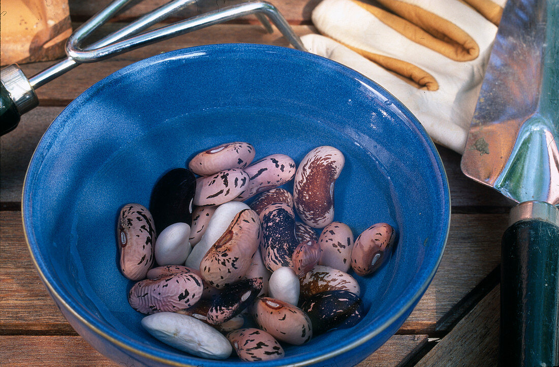 Phaesolus (Bohnenkerne) vor der Aussaat einweichen