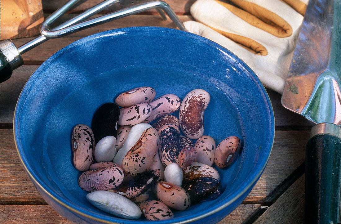 Phaesolus (bean seeds) soak before sowing