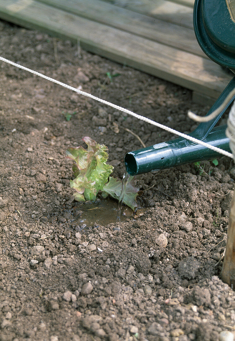 Water lettuce (2/2)