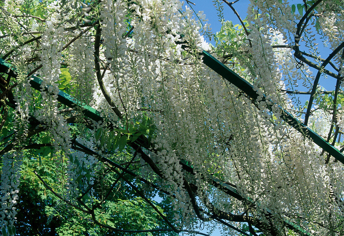 Wisteria floribunda 'Alba' (Weißblühender Blauregen)