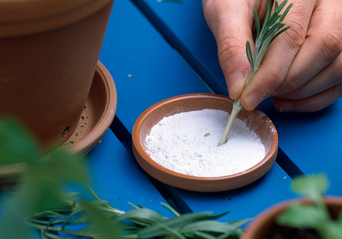 Propagate rosemary (Rosmarinus) by cuttings (4/6)