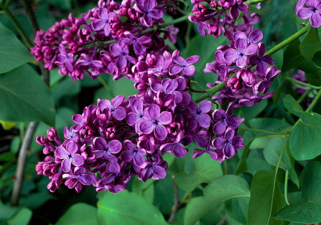 Syringa vulgaris 'Andenken an Ludwig Späth' (Lilac)