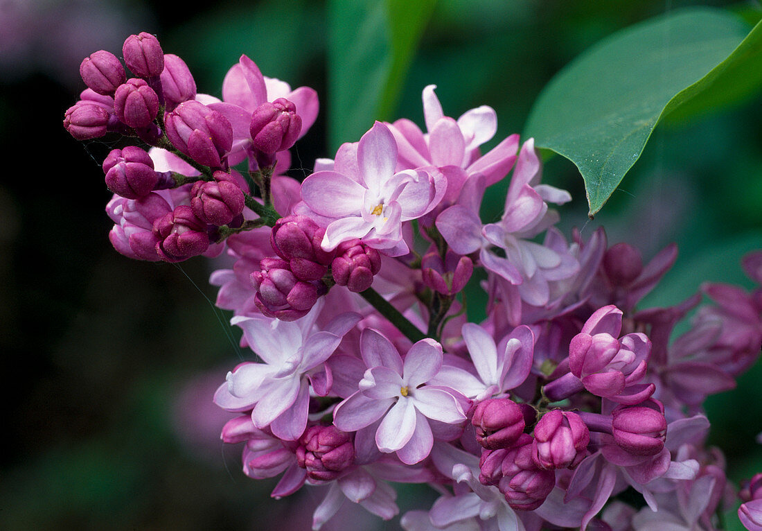 Syringa vulgaris 'Mme A. Buchner' (Flieder)