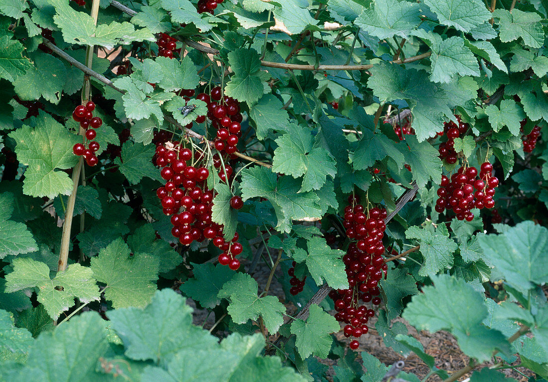 Ribes rubrum 'Junifer' (Rote Johannisbeere)