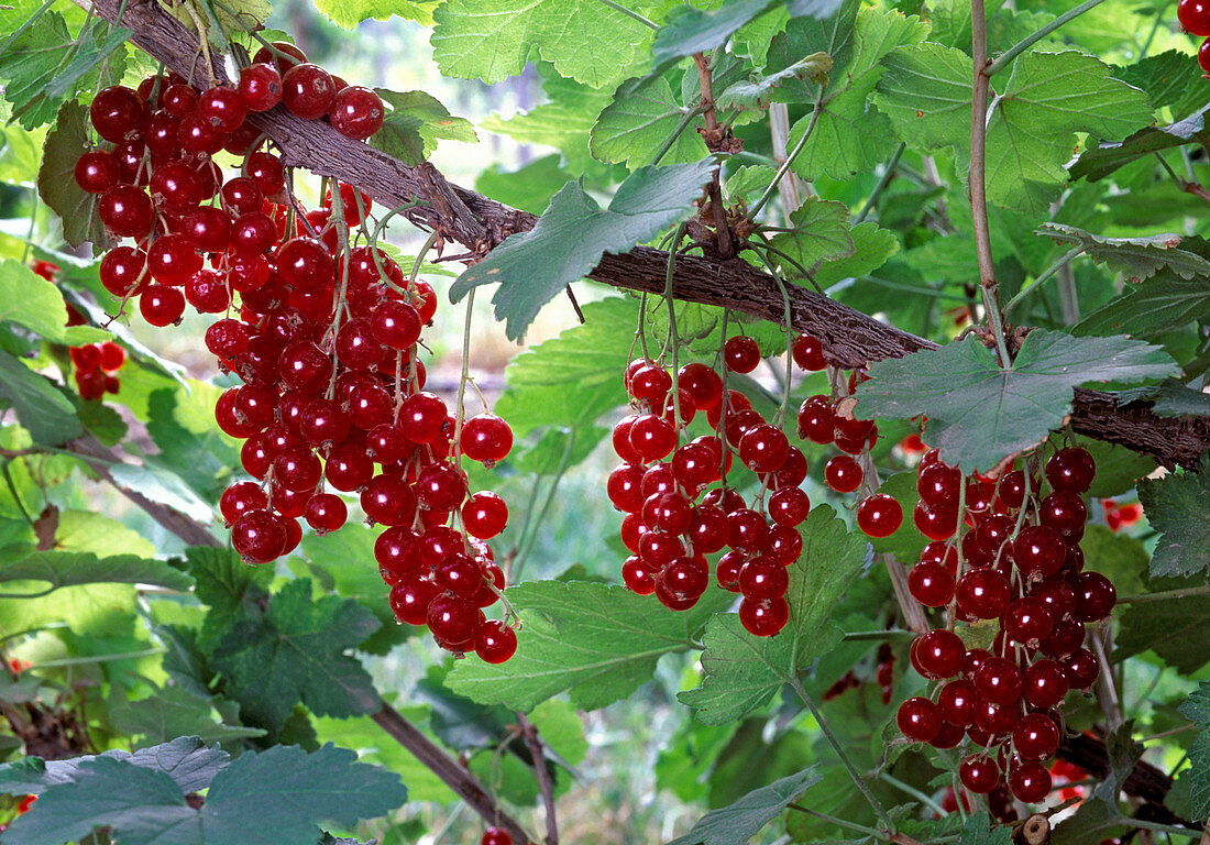 Ribes rubrum 'Junifer' / rote Johannisbeere