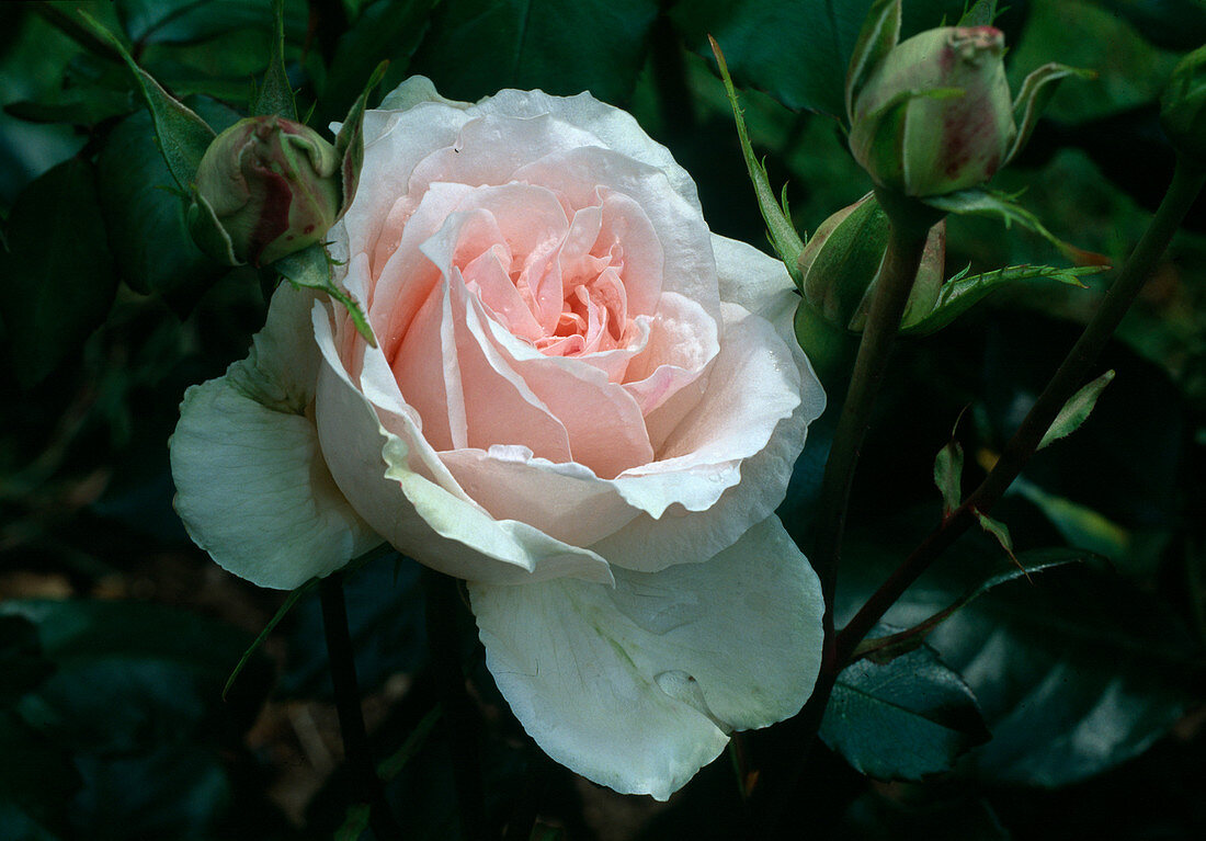 Rosa 'Johann Strauß' Edelrose, öfterblühend, guter Duft