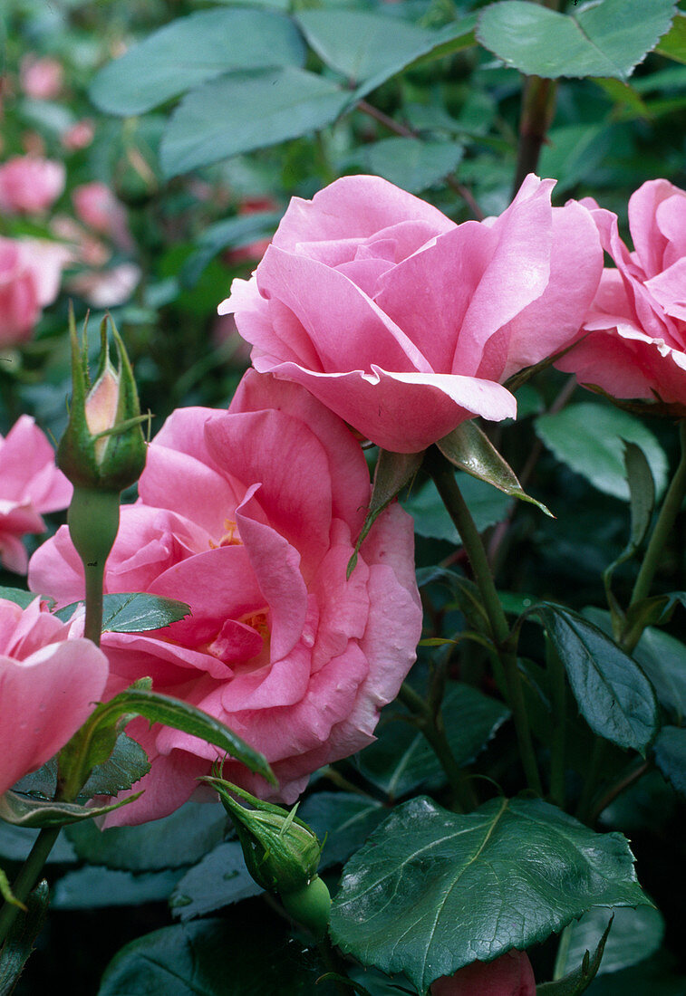 Rosa 'Magali' Floribunda, öfterblühend, kaum duftend