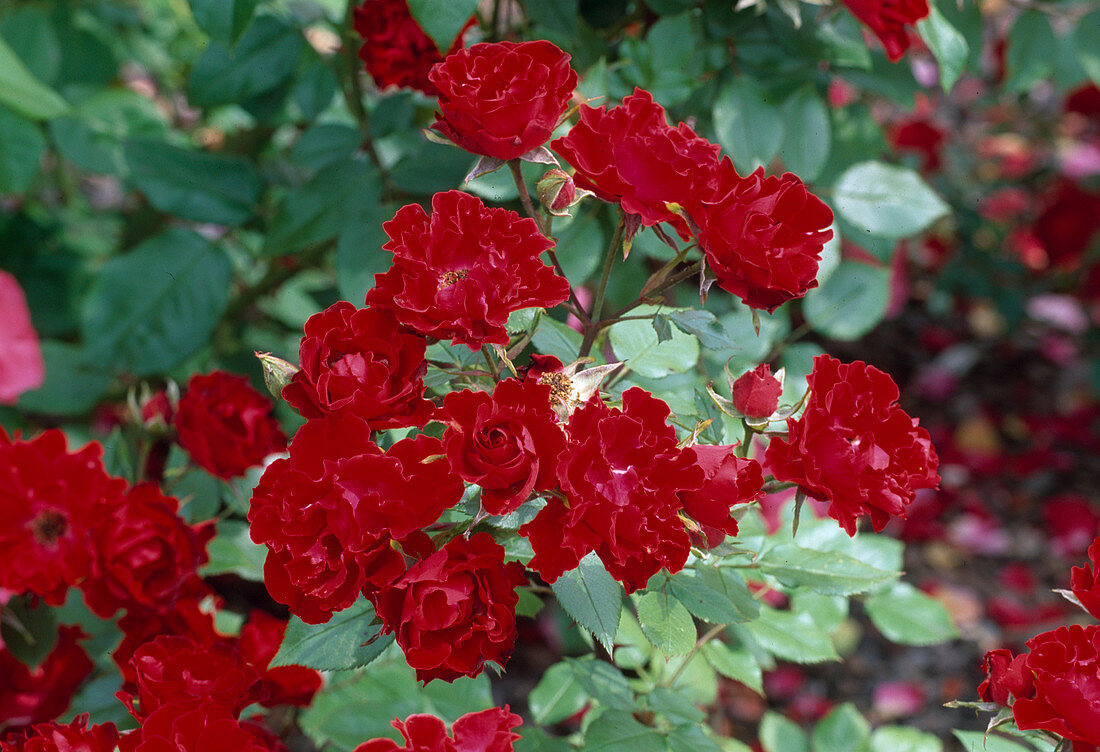 Rosa 'Lavaglut' floribunda, repeat flowering, slightly fragrant