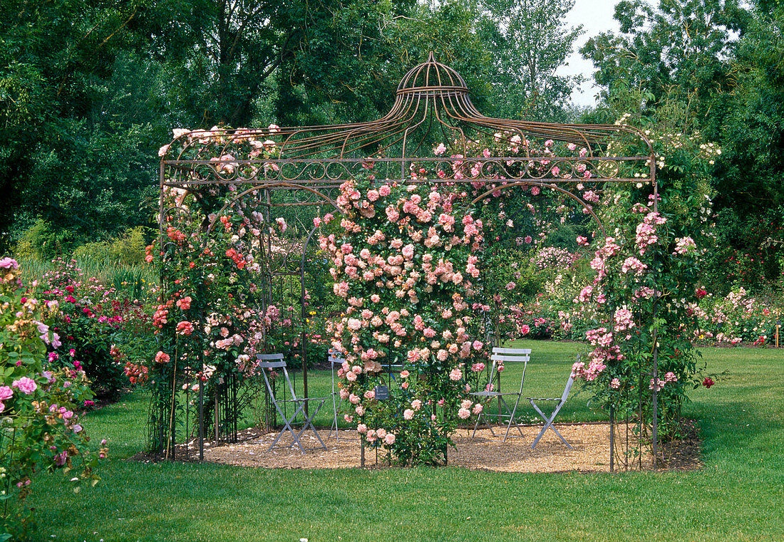 Rose garden: Rosa 'Paul Transon', 'Albertine' (Apricot)