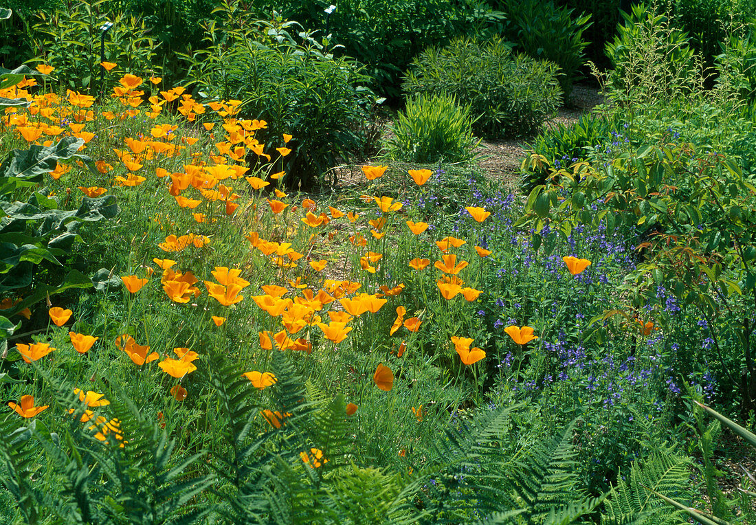 Eschscholzia californica (dormouse), gold poppy