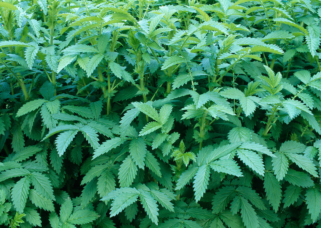 Agrimonia eupatoria (Lesser agrimony)