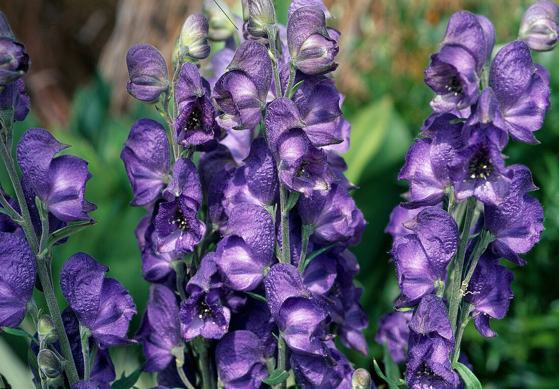 Aconitum carmichaelii 'Arendsii' (Monkshood)