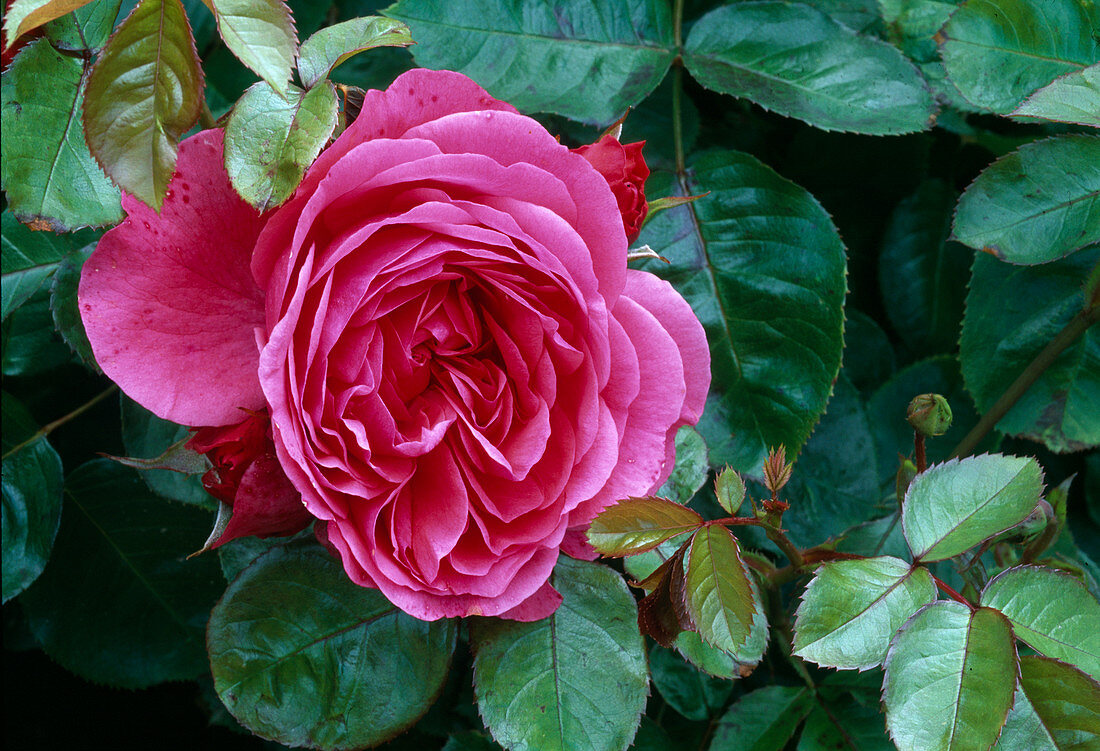 Rosa 'Vascade' tea hybrid, repeat flowering, good fragrance