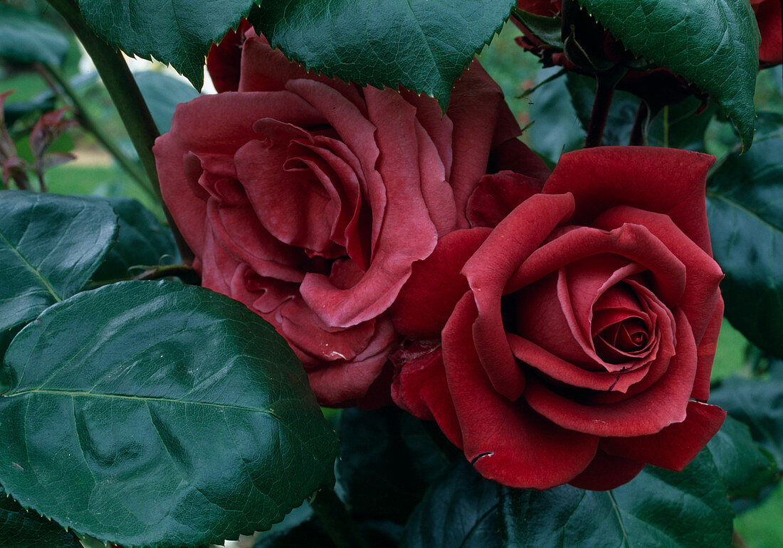 Rosa 'Terracotta' Tea hybrid, repeat flowering, light fragrance