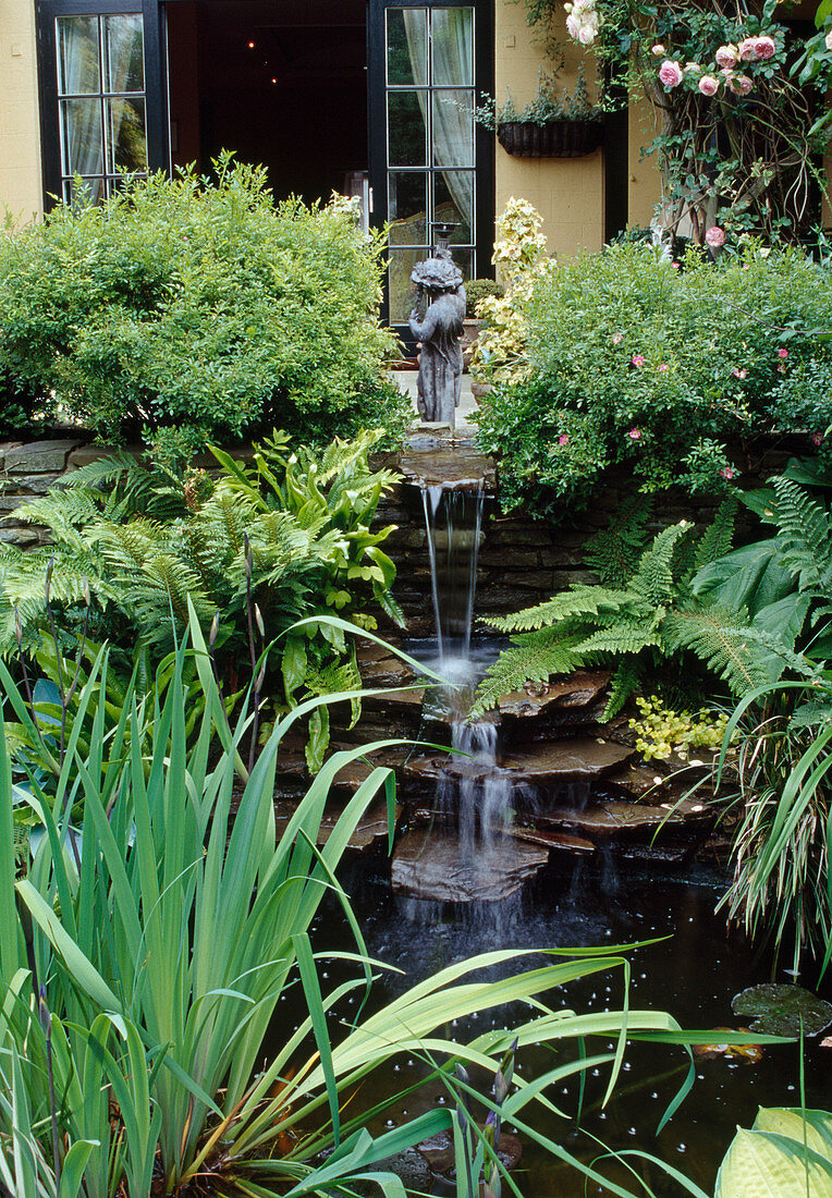 Water feature on the terrace with iris, polystichum (shield fern), rose, Asplenium scolopedrium (fern)