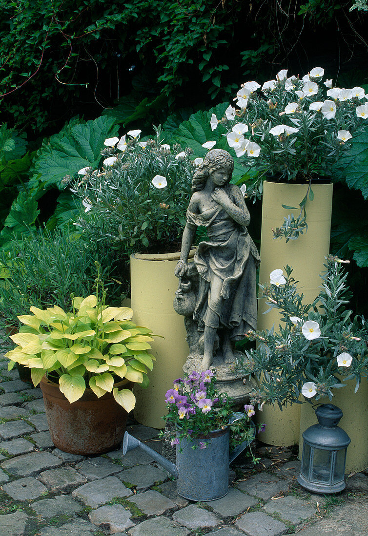 Stylish pot arrangement with Convulvulus cneorum (bindweed), Hosta (hosta), Sempervivum (houseleek), Viola cornuta (horned violet), female figure