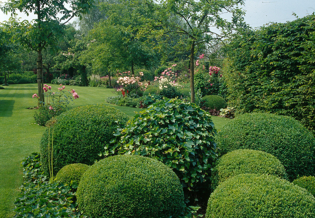 Formales Gartenbeet mit Buxus sempervirens 'Nana' (Buchs) und Hedera helix (Efeu)