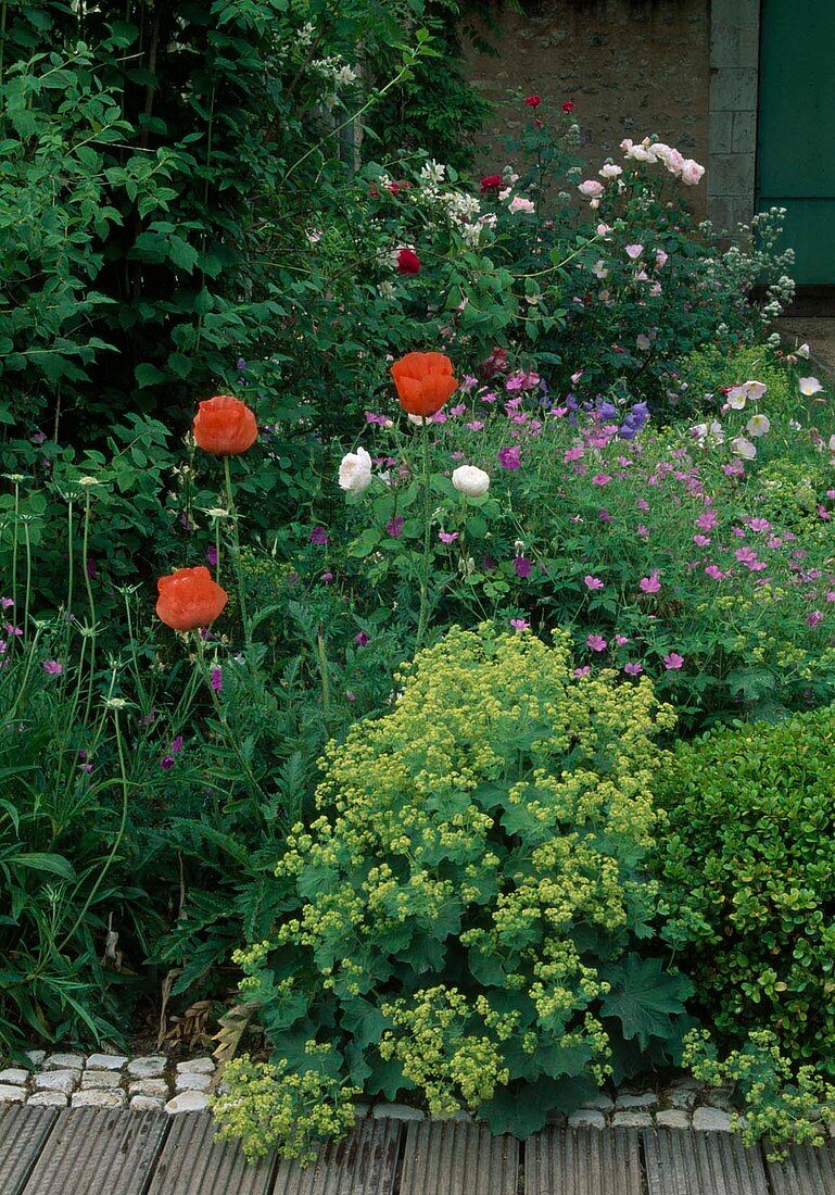 Early summer bed: Alchemilla (lady's mantle), Papaver orientale (Turkish poppy), Geranium (cranesbill), Rosa (roses)