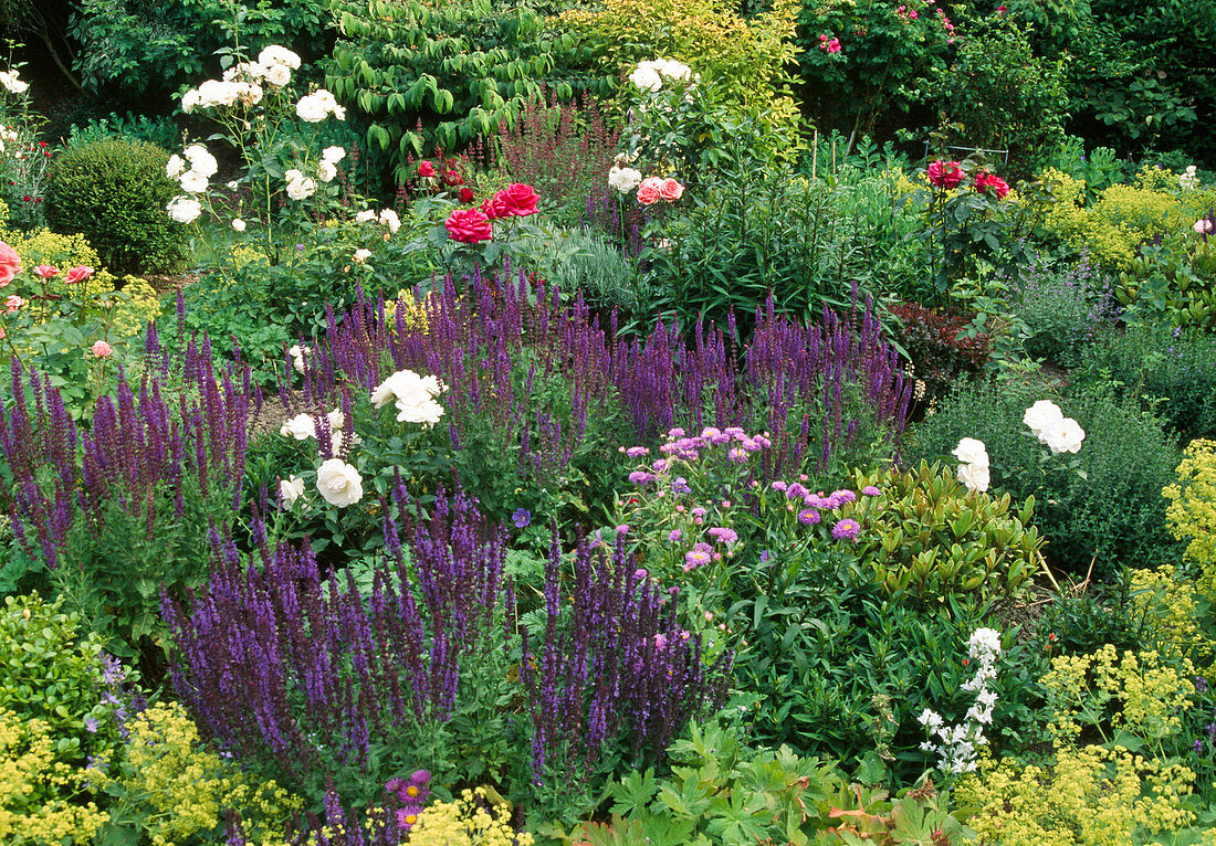 Rosengarten mit Rosa 'Schneewittchen' (Strauchrose), Alchemilla (Frauenmantel), Salvia nemorosa (Ziersalbei)