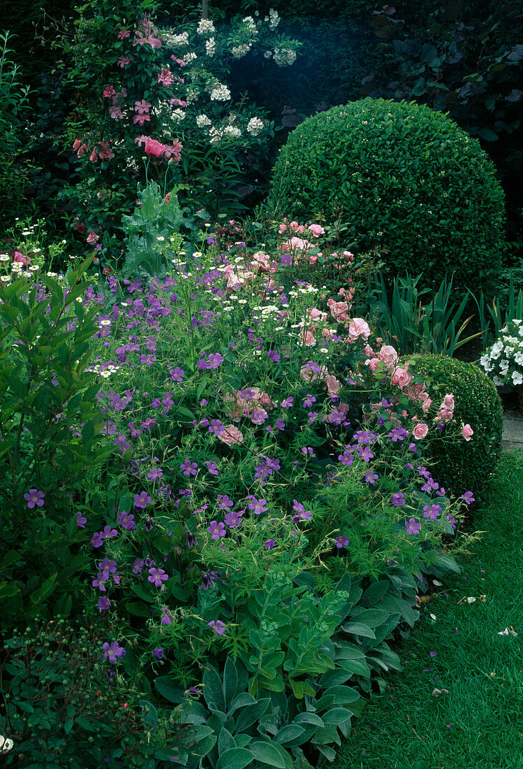 Lila-rosa Beet mit Geranium 'Nimbus' (Storchschnabel), Rosa 'Bonica' (Kleinstrauchrose), Buxus (Buchs) kleine und grosse Kugel