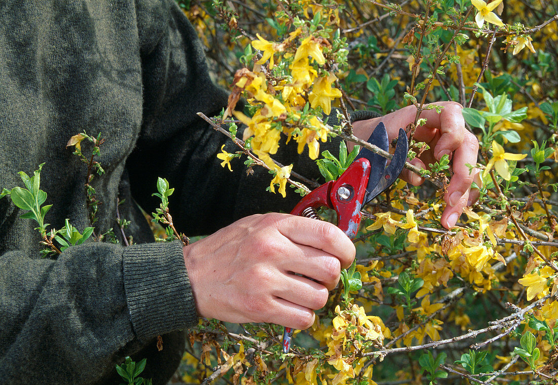 Leichter Rückschnitt von Forsythie nach der Blüte