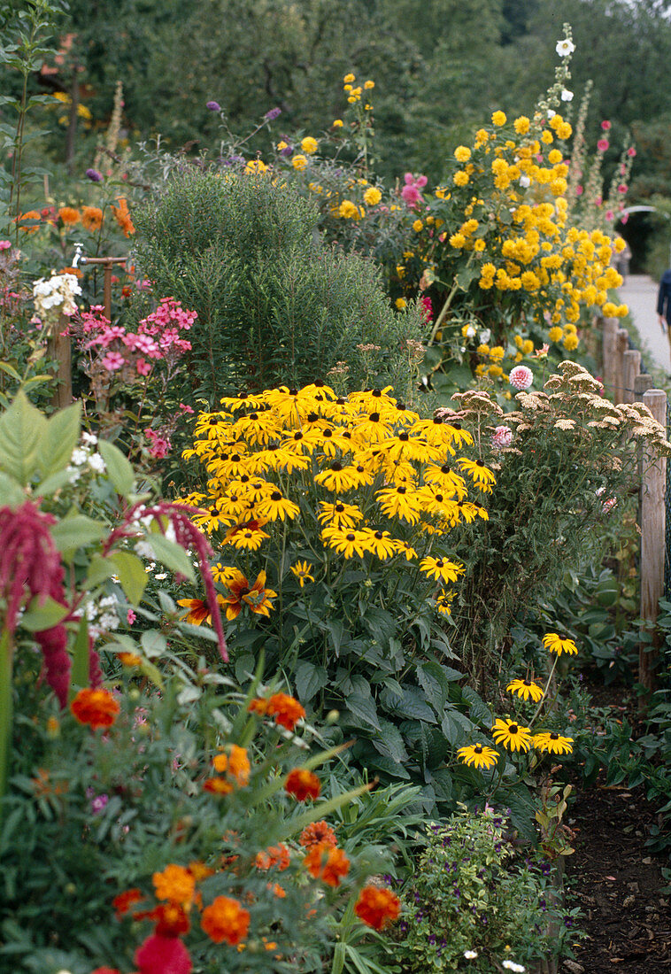 Colourful perennial garden with Rudbeckia