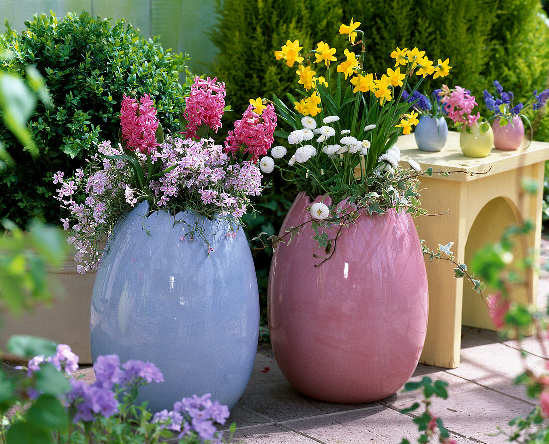 Hyacinthus (pink hyacinths)