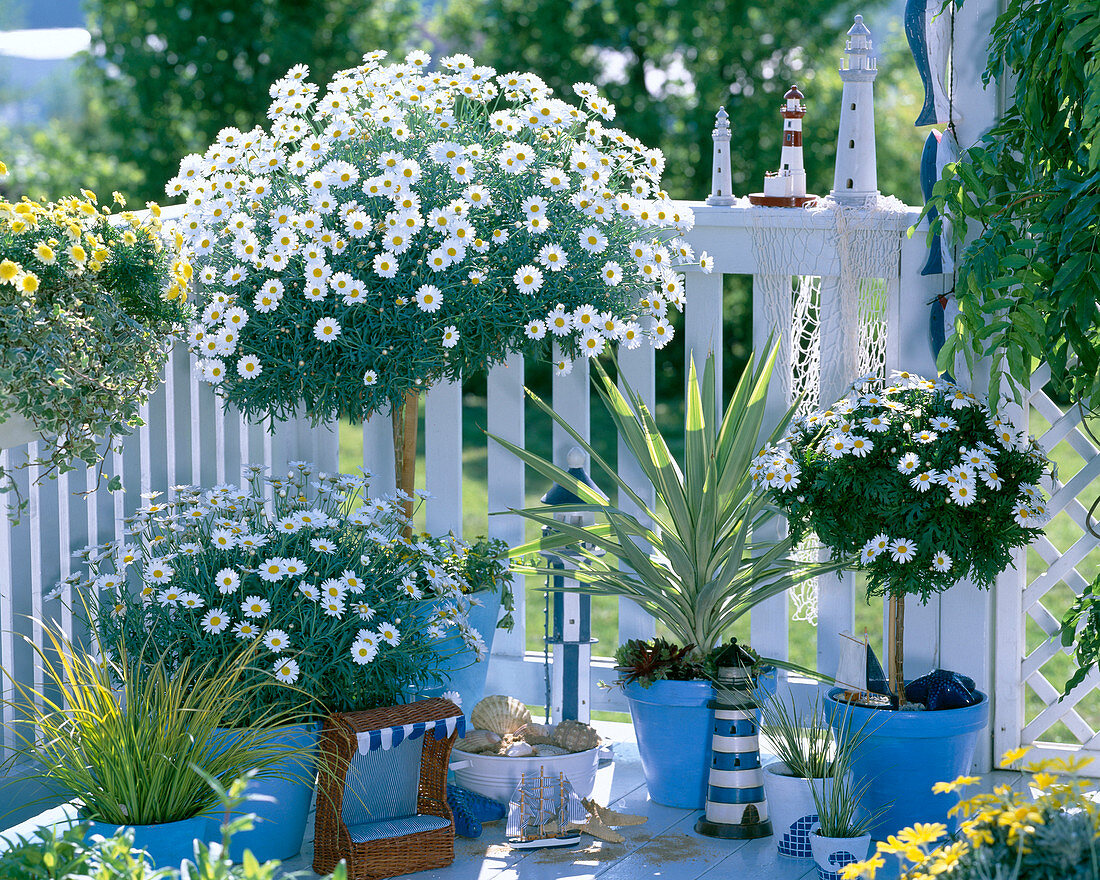 Argyranthemum ' Stella 2000 ' ' Sole Mio ' (Margeriten)