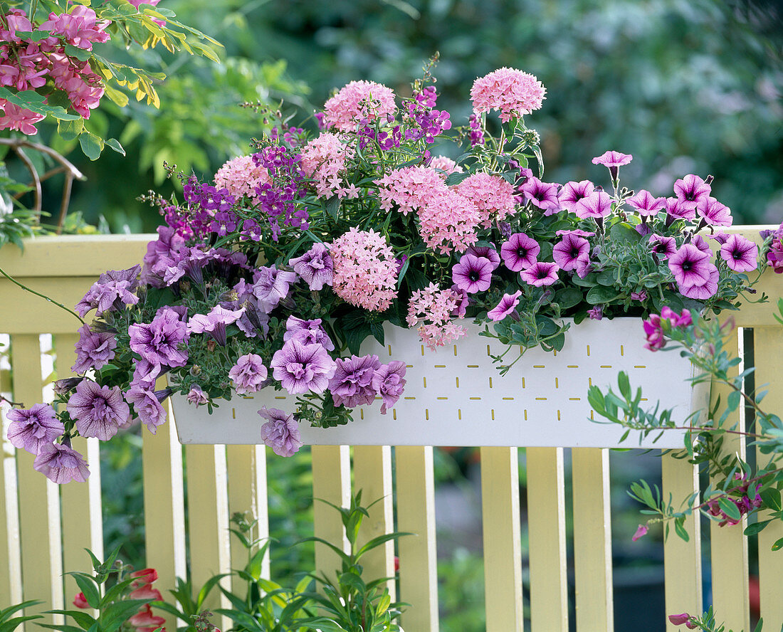 Pentas ' Pentastic Pink ' (Pente)