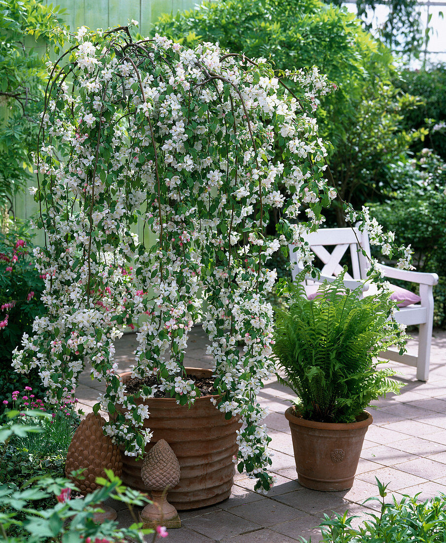 Malus 'Red Jade'