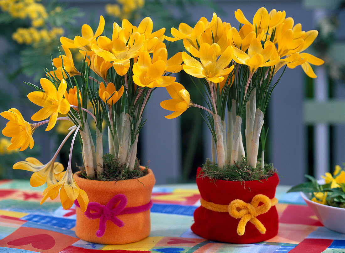 Crocus flavus (Yellow Crocuses)