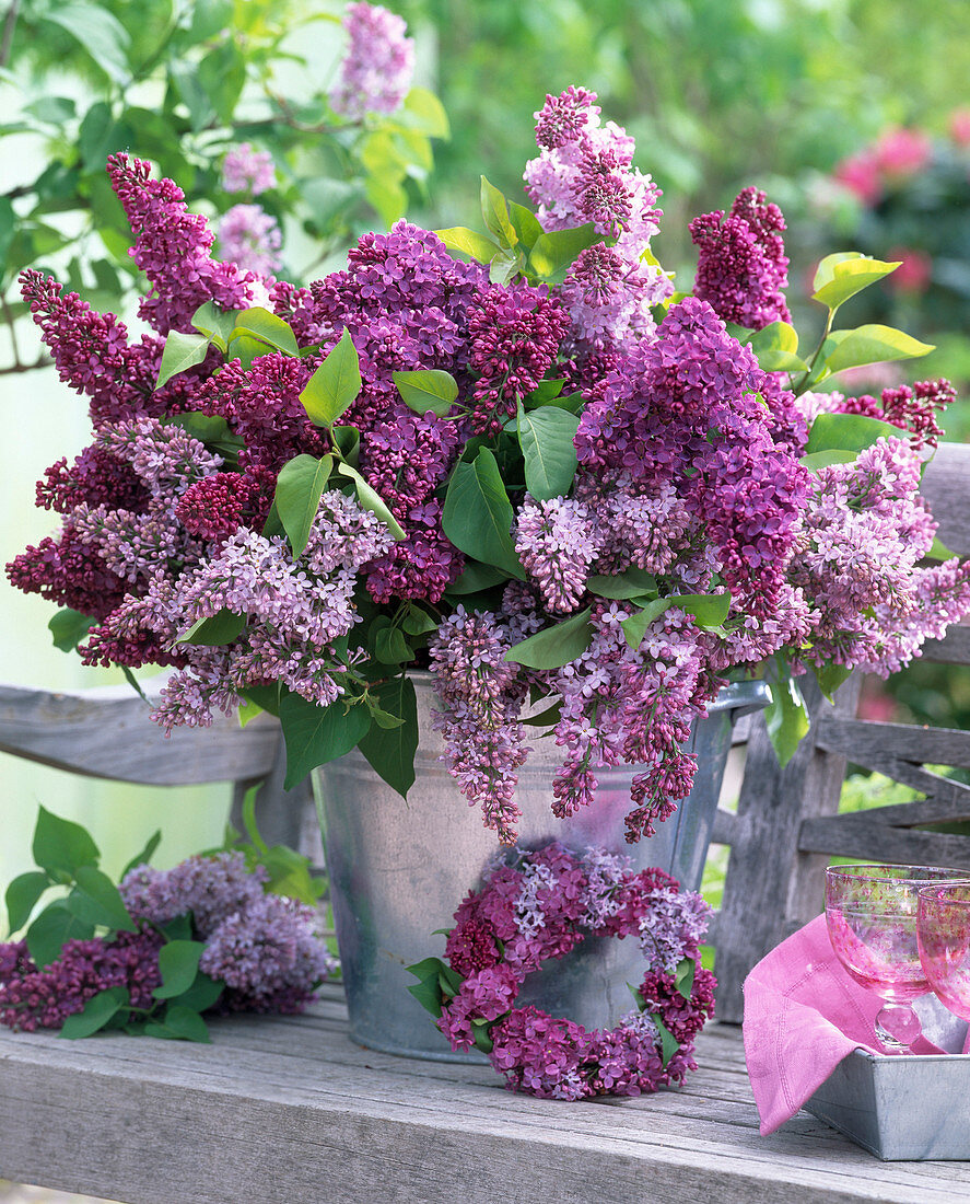 Syringa (lilac)