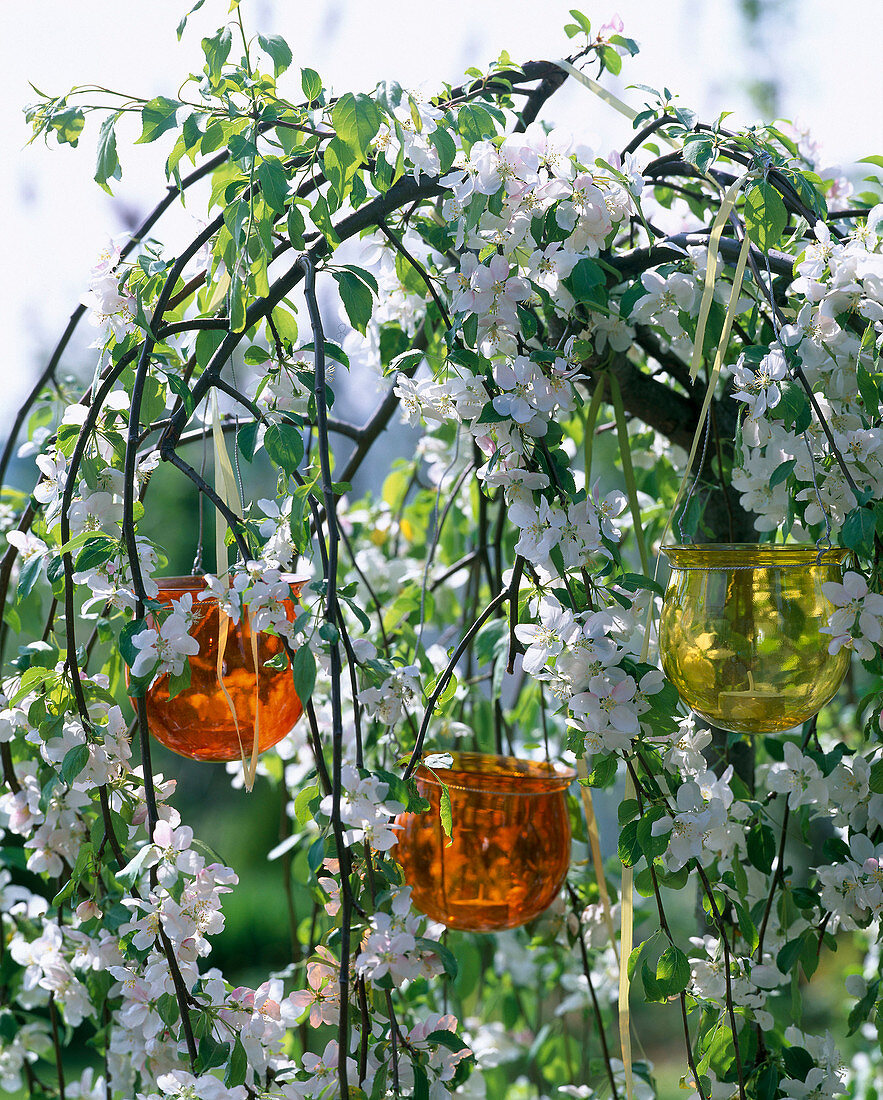 Malus 'Red Jade' (Hanging ornamental apple)