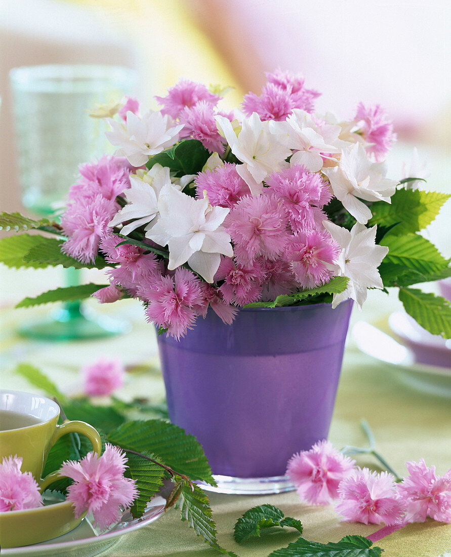 Dianthus (pink carnation)