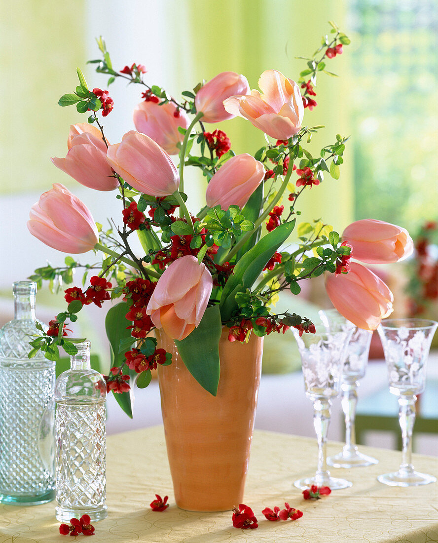 Tulipa (salmon tulips)